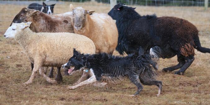 A very wet, muddy black and white border collie is running along in a muddy field at the front of the frame, with a group of black, brown and white sheep moving beside her. Another border collie is in the background.