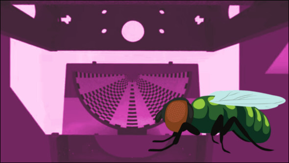 Schemazeichnung von Drosophila-Fliege vor rotierender Projektionsfläche