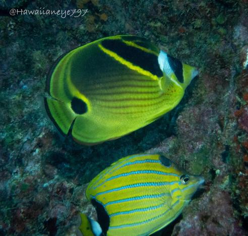 Two different oval-shaped and yellow fish feeding on a reef.