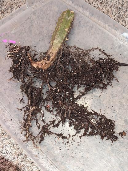 A short cutting of trichocereus cacti, with roots longer than the plant is tall