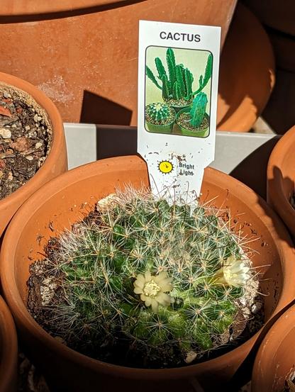 A small, round cactus in a terracotta pot with a label that just says "Cactus." It has fuzz and spines and two little yellow flowers.