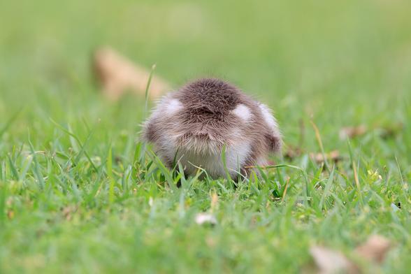 The very fuzzy butt of an Australian Wood Duck duckling. 

It is a little ball of brown and white downy feathers in the green grass.