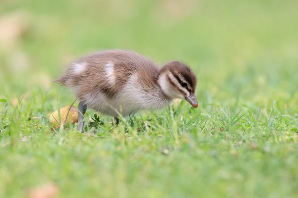 Australian Wood Duck Duckling, feeding on grass and grass seeds. It is mostly brown with white patches and has a cute little black mask.
