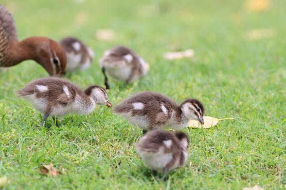 Five of the six ducklings in this brood, feeding with their mother (the drake was also there, but isn't pictured).