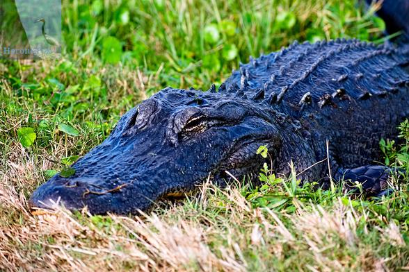 An outdoor, daylight photograph of a single gray-green alligator, angled slightly toward the camera with its eyes closed, laying in the brown and green grass.