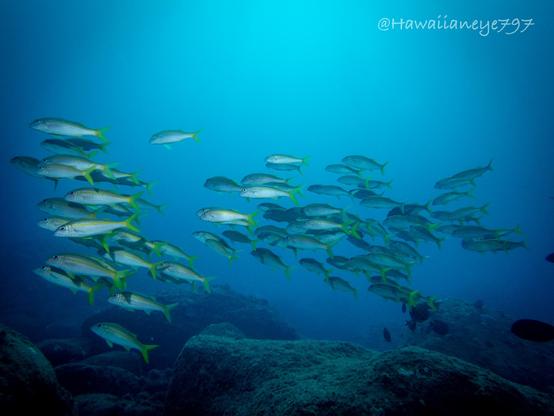 A small school of light-colored fish with yellow tails swimming camera left