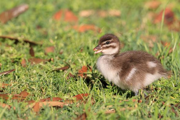 A brown and white duckling standing up with its beak open and looking absolutely adorable.