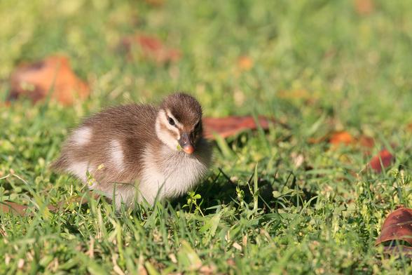 A round brown and white duckling on grass, head turned slightly towards the camera, but intently looking down for its next grassy target.