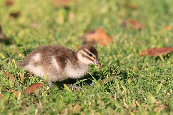 A brown and white duckling walking left to right on grass.