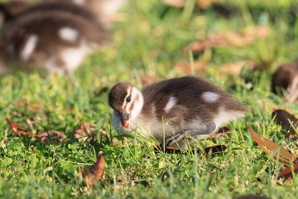 A brown and white duckling body facing left, head turned and tilted to eat some grass seeds.
