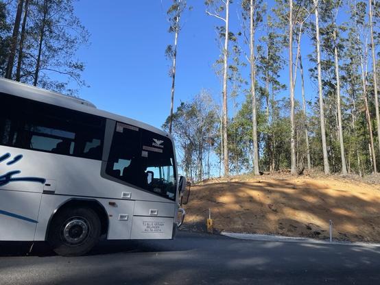 Clear-felled Tuckers Nob SF/ Gleniffer Rd. koala crossing