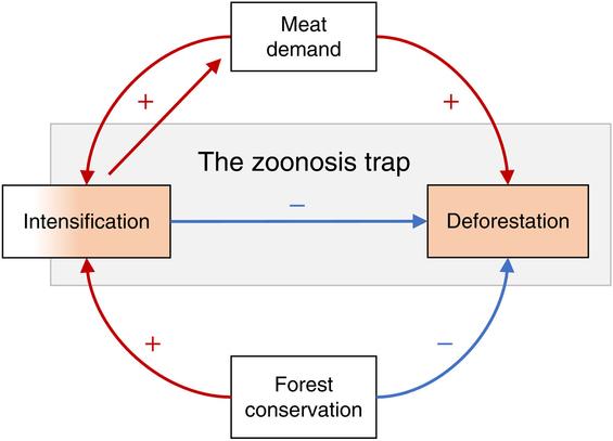 Higher incomes are associated with high meat demand that must be met through intensification or deforestation (or both).
Intensification can trigger higher meat demand through lower prices, because meat demand is elastic with respect to its cost. Intensification and deforestation are highlighted in orange, as both have caused recent zoonotic disease emergence and are predicted to continue doing so. Intensification is colored by a gradient to indicate that intensification strategies lie on a gradient of helpful/neutral to harmful with respect to zoonosis risks.