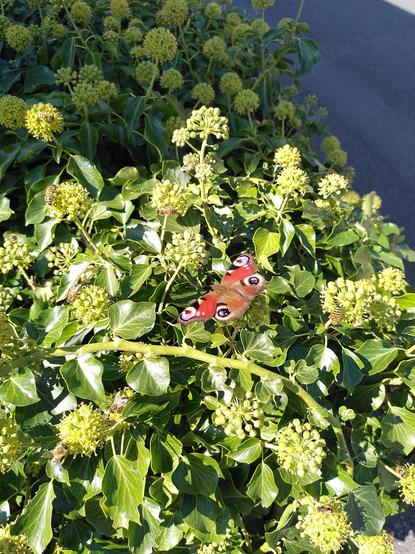 Tagpfauenauge auf einer Efeublüte.
