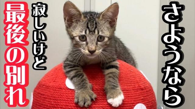 【子猫との永遠の別れ】お墓に遺棄された子猫の旅立ち