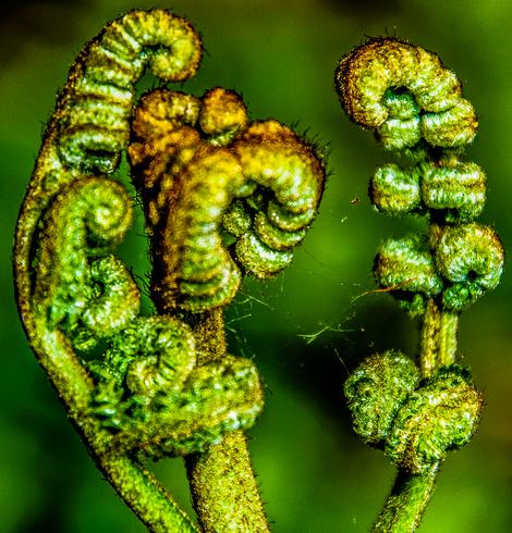 A very close up macro image of a fern about to unfurl. Like a tightly packed sleeping bag. Covered in glittery green and brown fibres