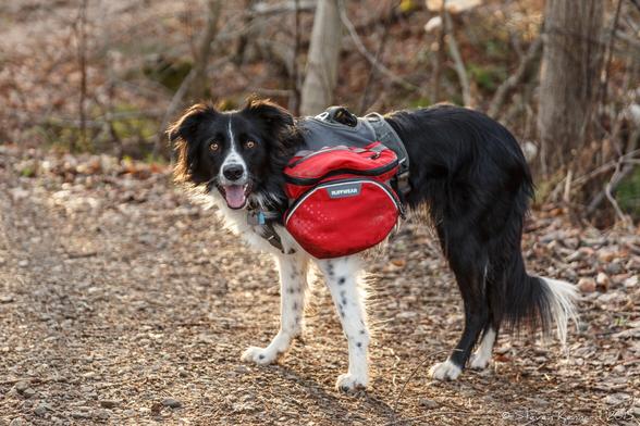 A black and white border collie dog is standing sideways on to us on a woodland path, looking directly at the camera. Her mouth is open and she has her ears up in anticipation. She has a red and black carrying pack over her back.