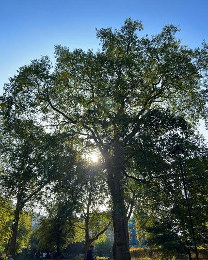 Morning sun shining through a large sycamore tree in Russell Square