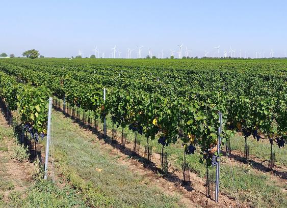 Derselbe Weingarten aus einer anderen Perspektivem Im Hintergrund viele große Windkraftanlagen.