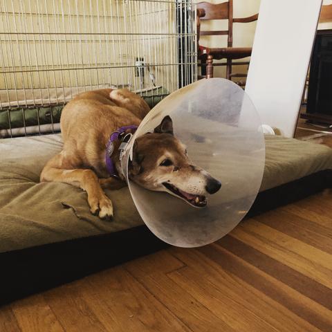 ConeHeaded Missy Unit. Sheiks been licking her left Dentistry IV site which is taped for redundancy.