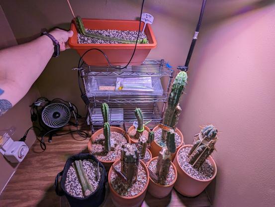 A built-in shelf with 8 San Pedro cacti in pots, 2 of which are rooted as logs. There is room to the left for the surge strip I can't find. My left arm is in the photo, holding a raised cactus at an angle for a better view.