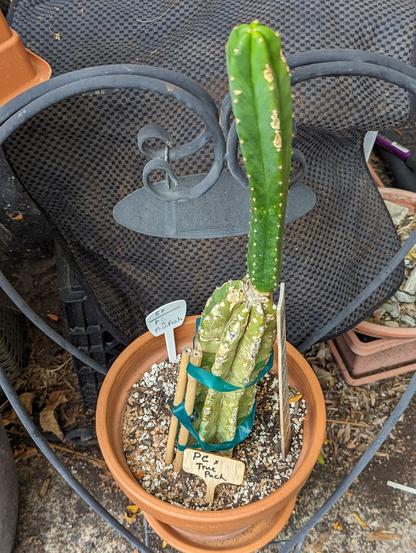 A tall, San Pedro Cactus column in a terra-cotta pot. It is outside in a messy part of my workspace, don't judge me(!)

It has labels that say "PC x True Pach" - which are its parent cacti. It has a pup that is about as tall as the rooted portion from which it's growing.