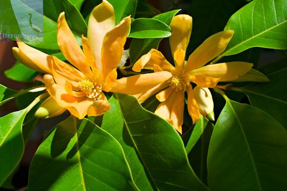 A photograph of two, yellow champaca flowers with yellow cones in the centers and thin yellow petals surrounded by green champaca leaves.