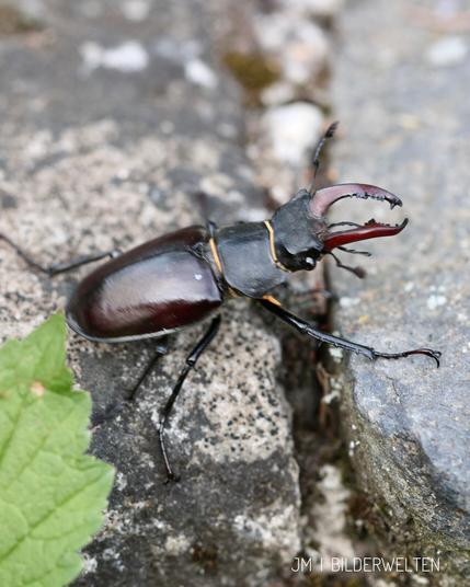 Ein Hirschkäfer-Männchen sitzt auf einer Steinplatte. Er hat den Kopf leicht erhoben. ￼Man erkennt ein kleines schwarzes Auge seitlich am Kopf. Von links unten ragt ein grünes Blatt ins Bild. ￼