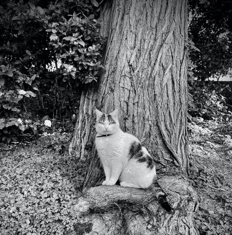 Black and white photo. A cat with white fur with dark patches sitting if front of a tree. She is  looking straight into the camera