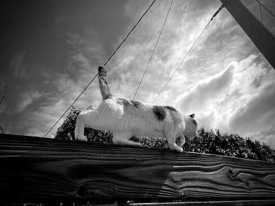 Black and white photo. View towards the sky of a white cat with dark patches walking away from the camera on a wooden fence.