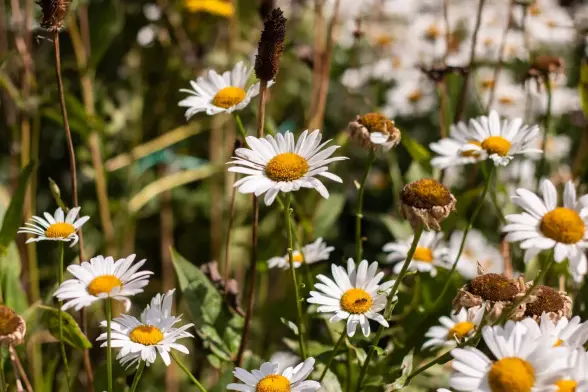 A patch of tall daisies, with white petals clustering around yellow-orange centres.
