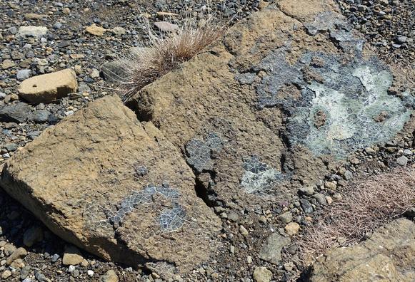 Serpentinized peridotite ("lizard skin") from Gros Morne park, Newfoundland.