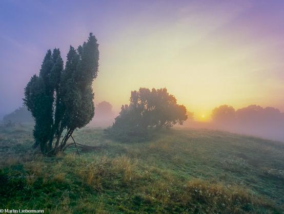 Photography of a juniper grove in the early morning fog. 
Silhouttes of juniper appear  in the conter light of early morning.  The sky is colored in soft transitions of milky purple, orange and whitish yellow. On the left a green juniper with several trunks is growing from a pasture with green and yellowish grass. In the middle, juniper grows as a bush. In the background, a row of trees, disappears in the orange colored fog, the rising sun behind it.