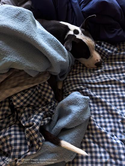 A black-and-white dog is tangled in blue-and-white-checked sheets and a fuzzy light blue blanket in front of a dark blue comforter. The dog's white-tipped tail is sticking from beneath the covers at the bottom of the frame. There is a round black circle in the white stripe of fur at the top off his head. His ears are pricked up.
