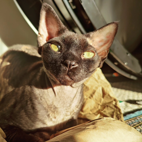 A Devon Rex kitten looks at the camera as he enjoys a sun bath.