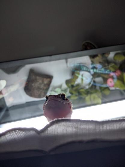 Small leopard gecko peaking its head out of the tank waiting to be fed. Reversed the camera on my phone so it looks like a selfie photo.