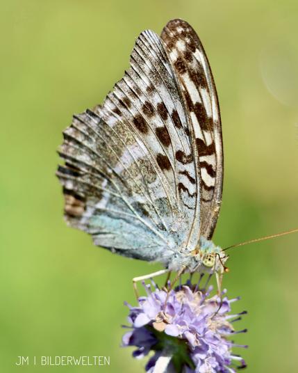 Man sieht einen Kaisermantel auf einer lila Blüte sitzen. Im Gegensatz zum normalen Kaisermantel hat dieser Schmetterling allerdings helle Flügel mit brauner Zeichnung. Die Flüge sind fast geschlossen. ￼Der Körper und der Flügelansatz sind bläulich. Die Augen sind braun und grün.