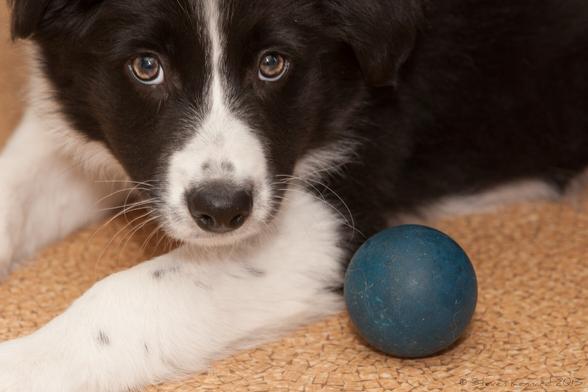 A black and white border collie puppy is looking soulfully at the camera as she lies on the flour. Her pays are stretched out in front of her and her chin is almost on one. A chewed blue ball is lying by her elbow.