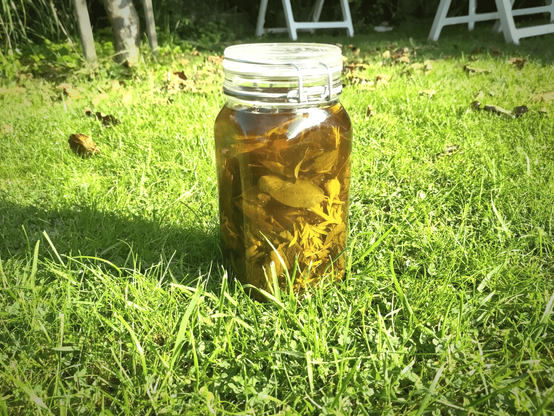 A jar with herbs floating in a greenish liquid is standing in a lawn, with the sun shining into it.