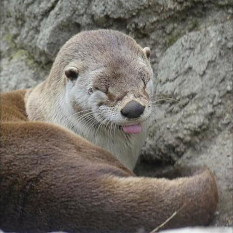 A picture of an otter.
