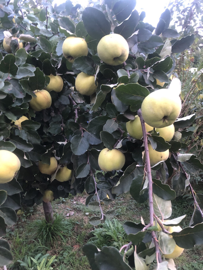 Viele Quitten an Baum
