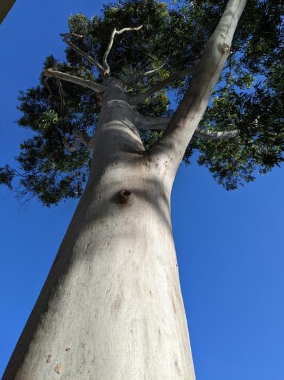 Tall white gumtree with white smooth bark and green canopy seen against a blue sky