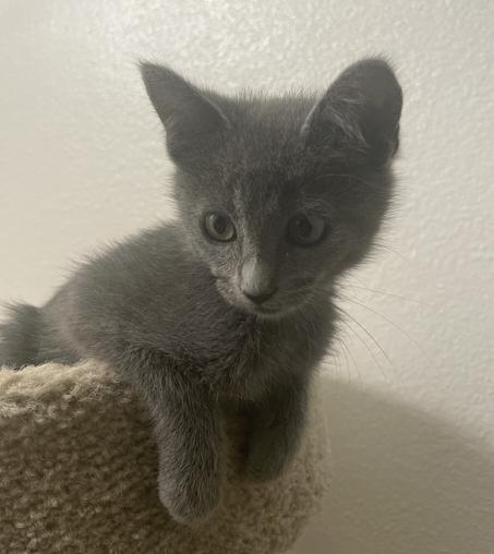 A little grey kitten on the top of a cat tree with her paws hanging over the edge.