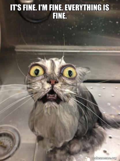 Horrified looking soaking wet cat meme