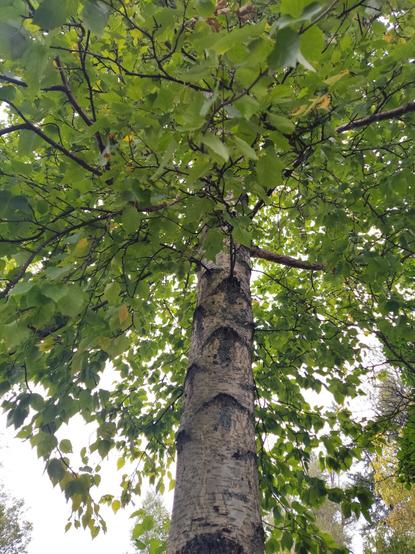 A large, yellow birch tree. The leaves are just starting to turn.