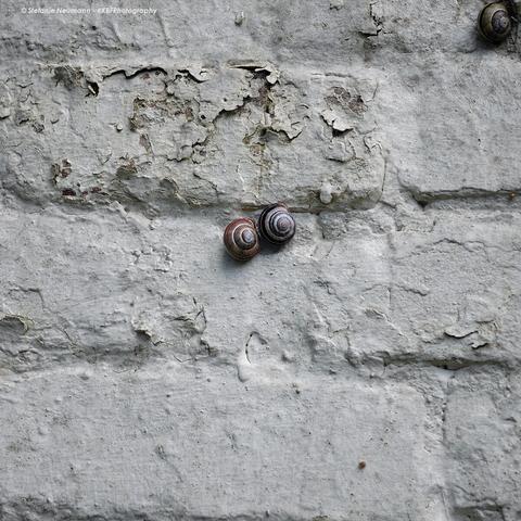 Eine braun-weiße und eine schwarz-weiße Hain-Bänderschnecke nebeneinander an einer weißen Wand.
 - 
A brown and white and a black and white grove snail side by side on a white wall.