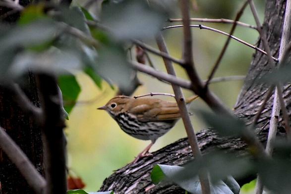 A small bird (slightly bigger than a sparrow) sits on a thick lilac branch, framed by out-of-foxus leaves. It's back, head and wings are rusty brow, while all of its underside is white with black stripes.
