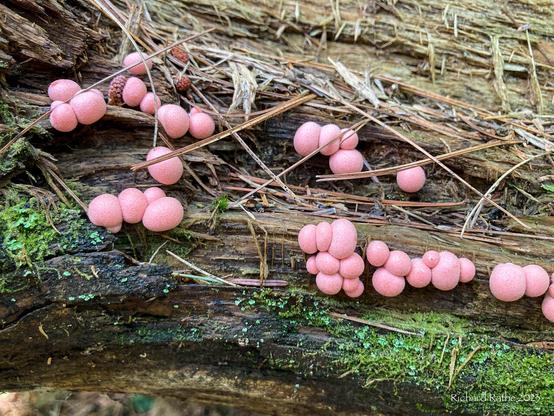 Pink Puffball Fungus