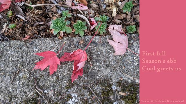 Red maple leaves on concrete.