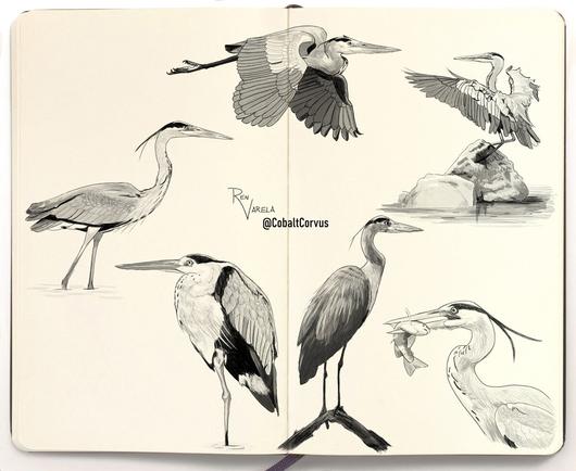 Six digital sketches of herons in various poses.