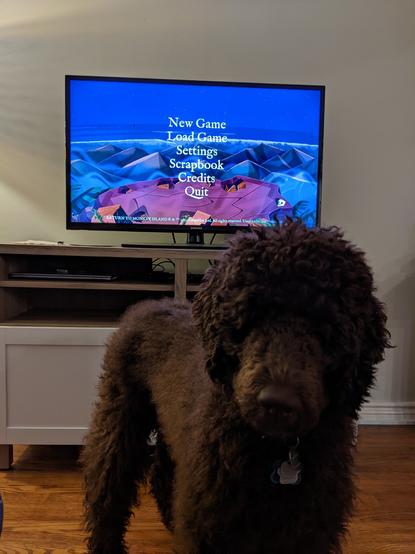 My dog Guybrush (brown standard poodle) looking at me while the main menu for Return to Monkey island is on the TV